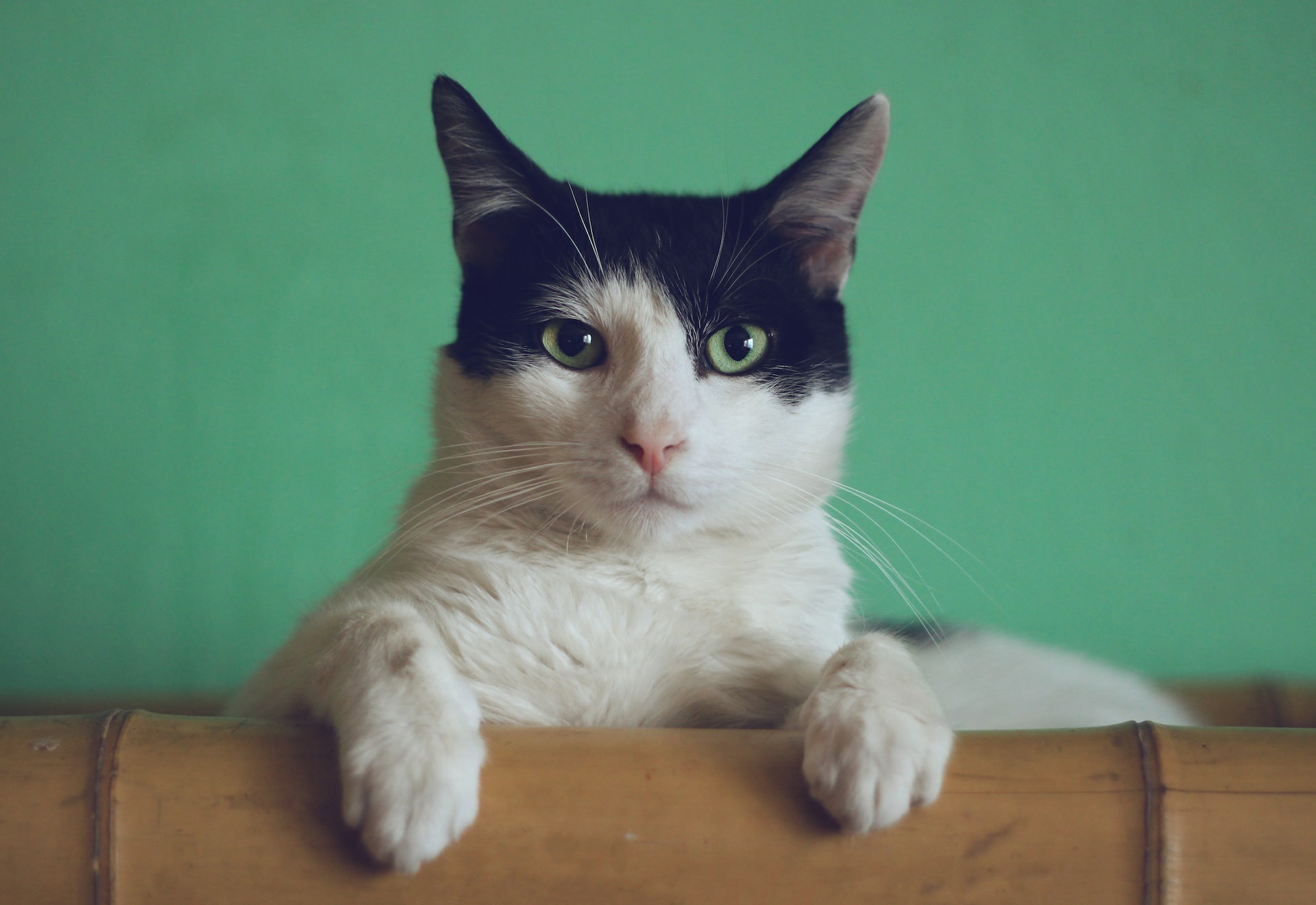 Erinnerung an Félicette: Die erste Katze im All