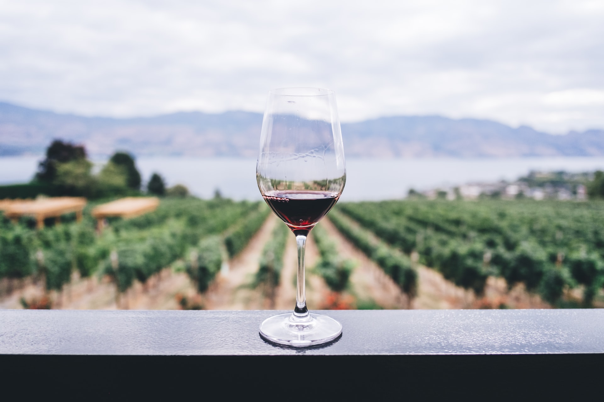 Biodynamischer Weinbau: Was steckt dahinter?